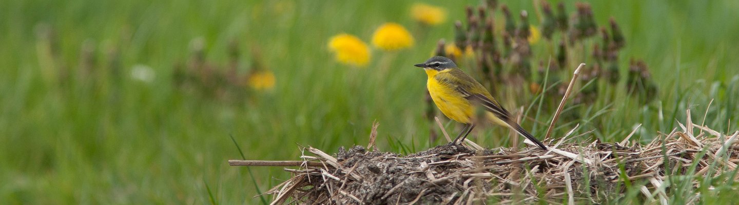 Fundacja Biebrzańskie Rozlewisko